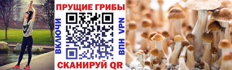 наркошоп  kraken зеркало  Галлюциногенные грибы Psilocybine cubensis  Пугачёв 
